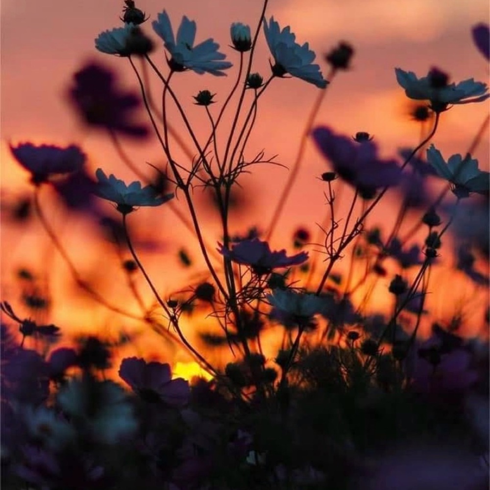 Meet your Posher, Kimmie